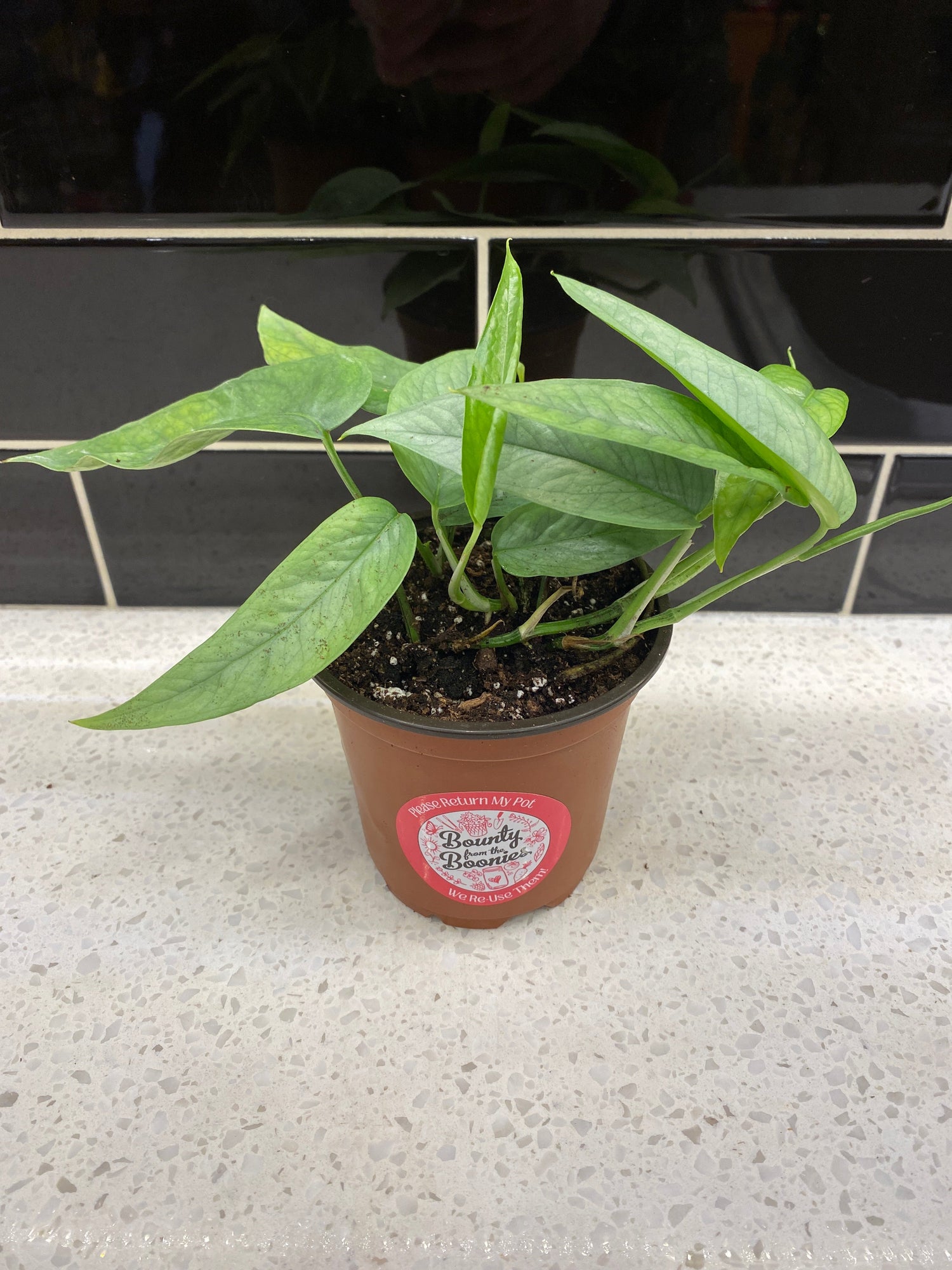 Cebu Blue Pothos - Clipping