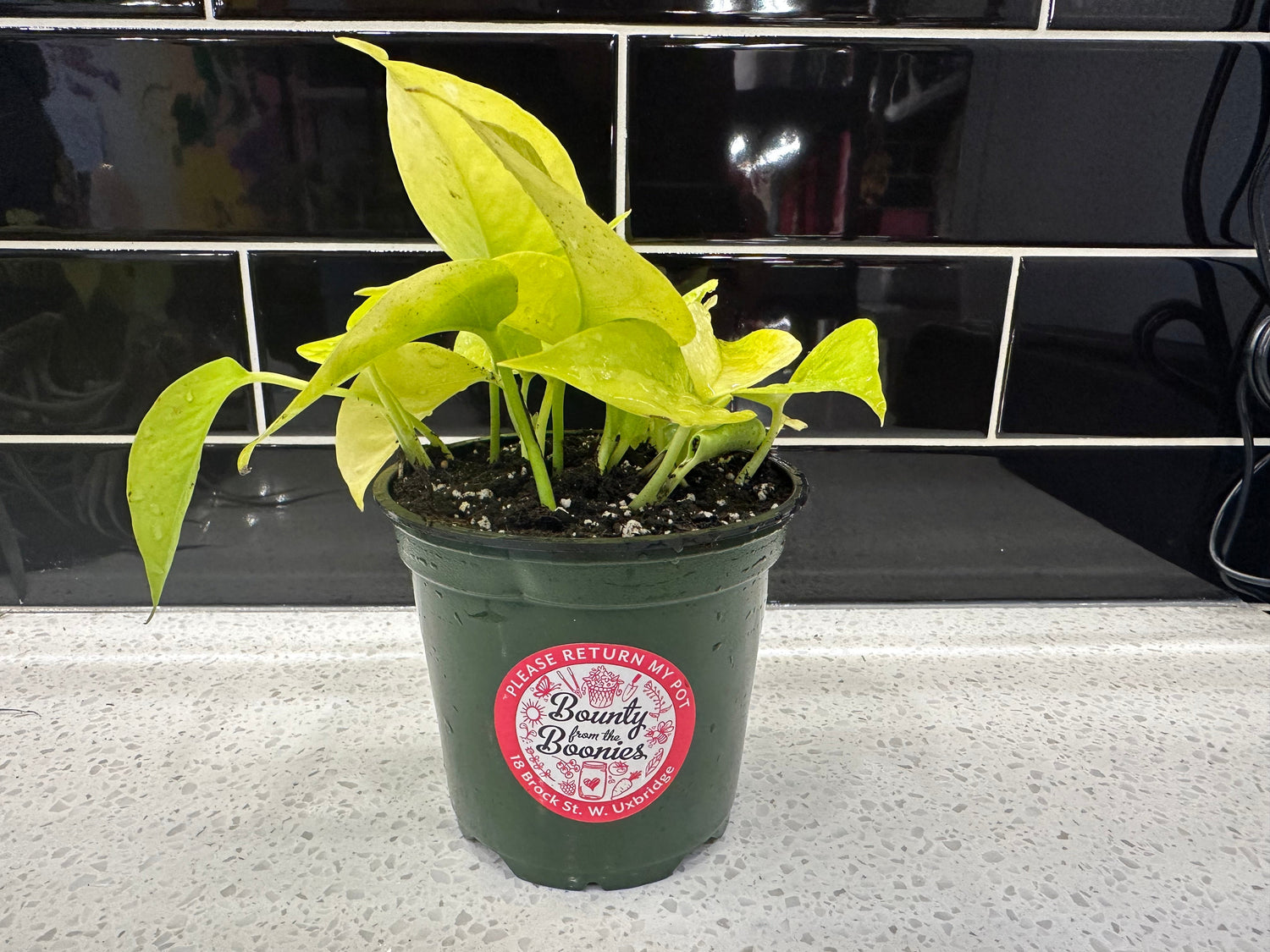Neon Pothos - Clipping