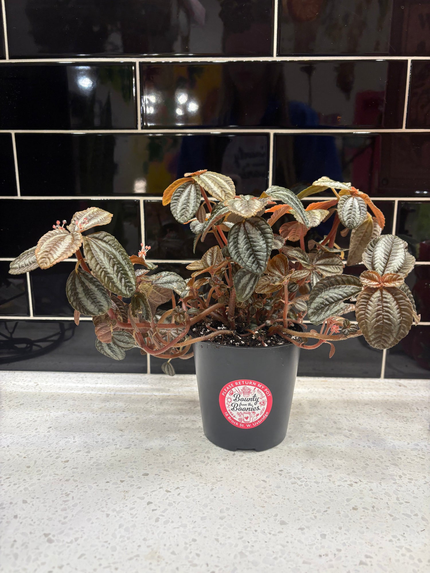 Pilea Involucrata ‘Norfolk’ - Clipping