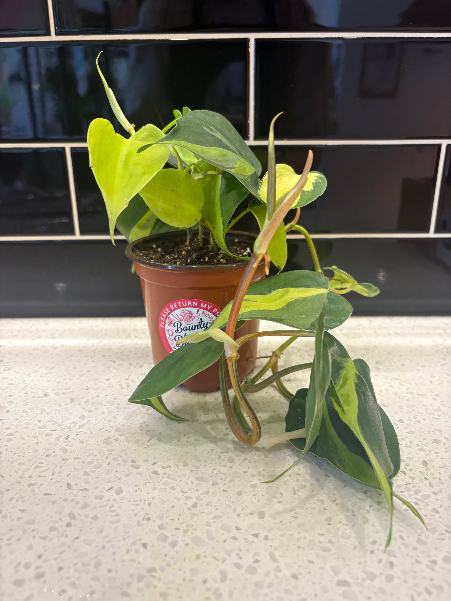 Philodendron Brazil - Clipping