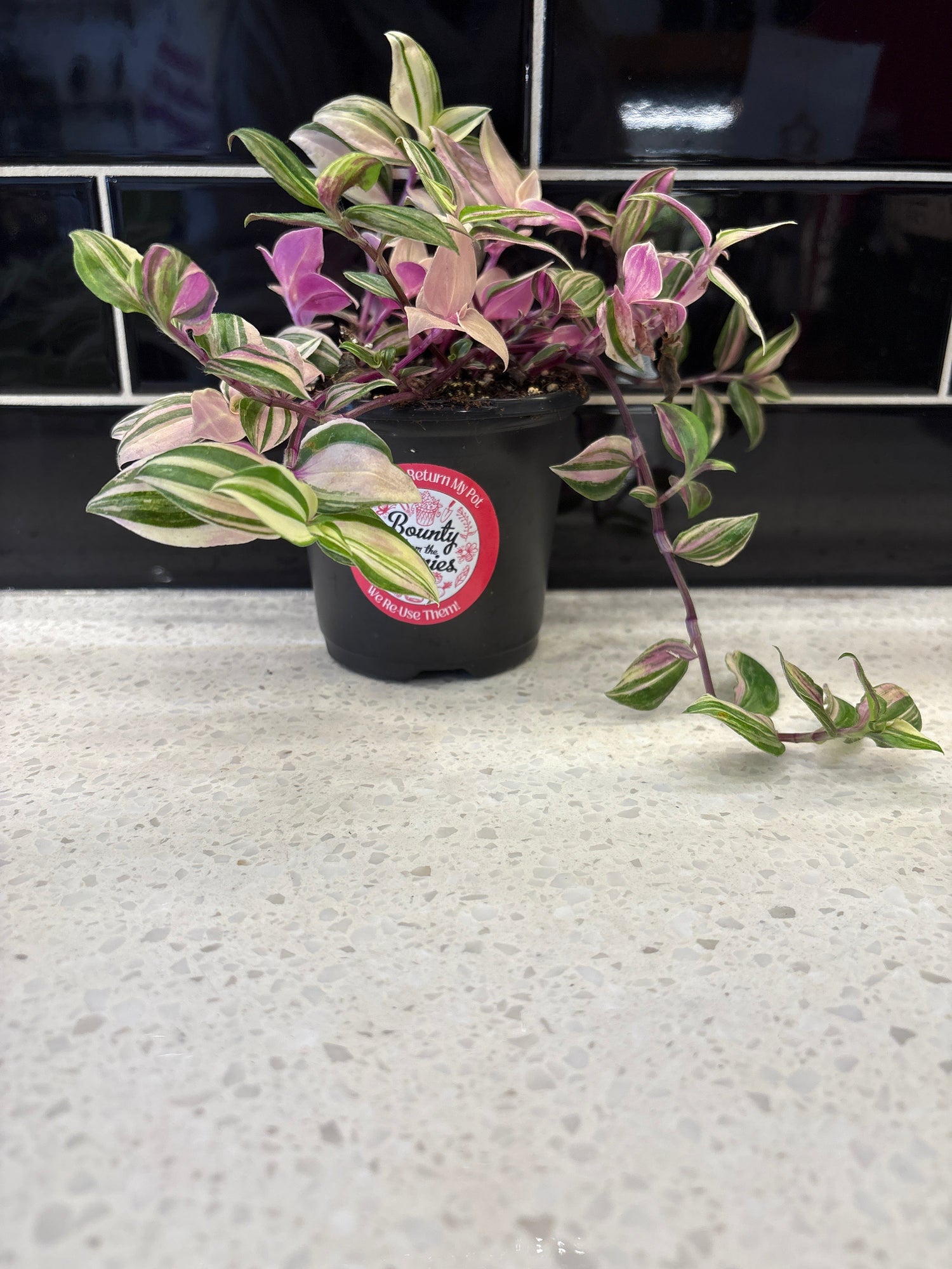 Transcantia Zebrina Quad-colour - Clipping