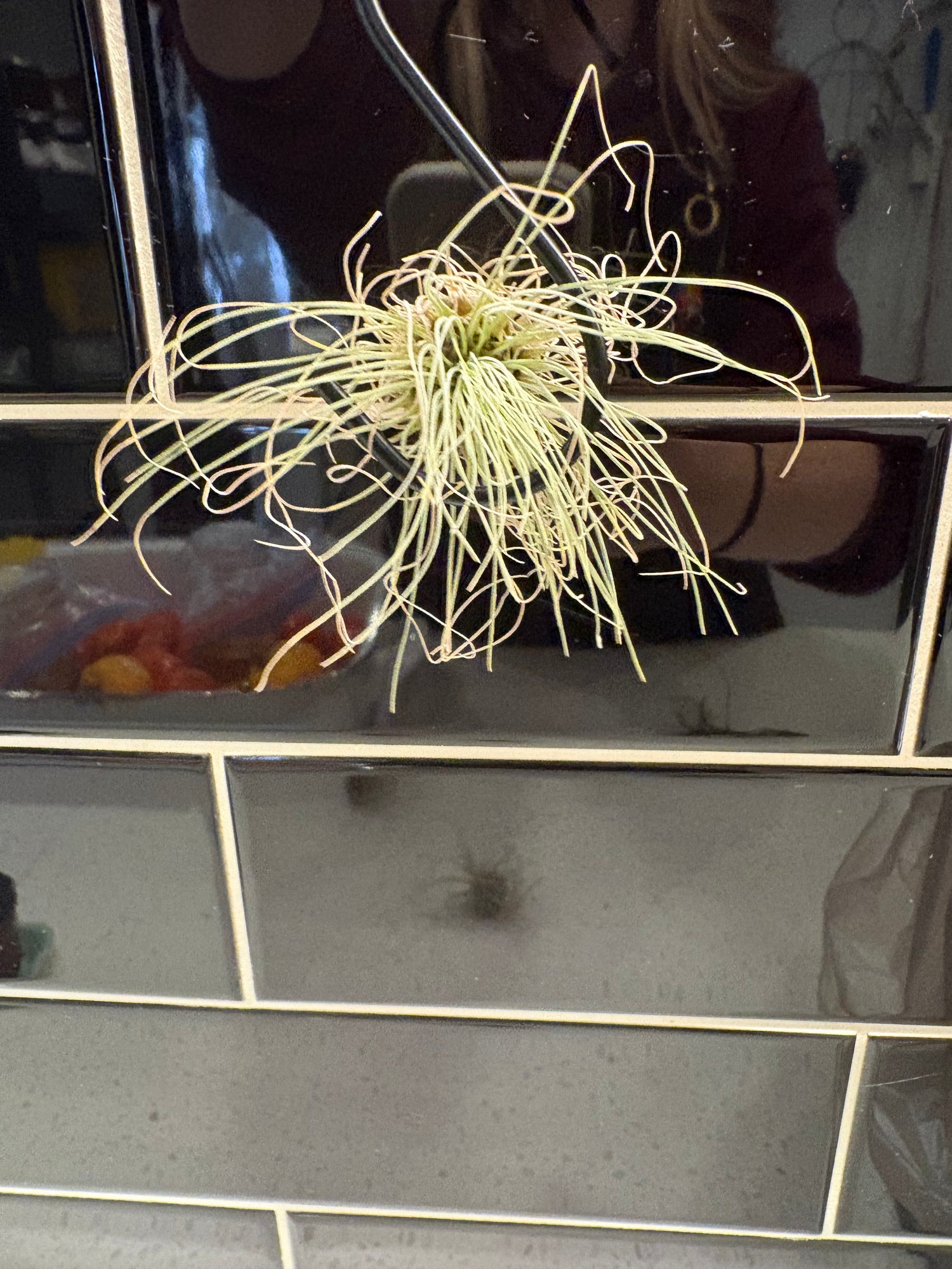 Tillandsia Fuchsii Air Plant