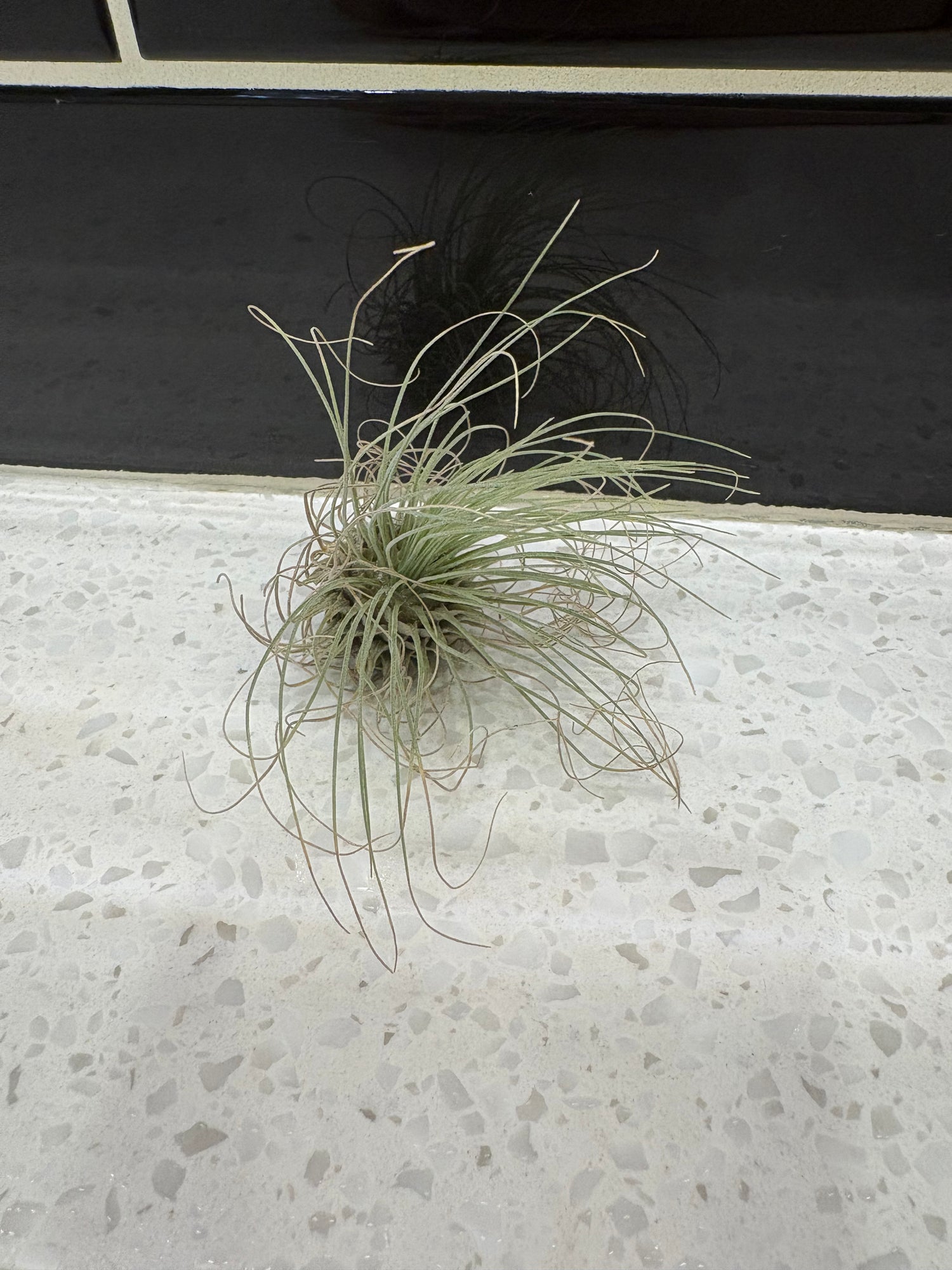 Tillandsia Fuchsii Air Plant