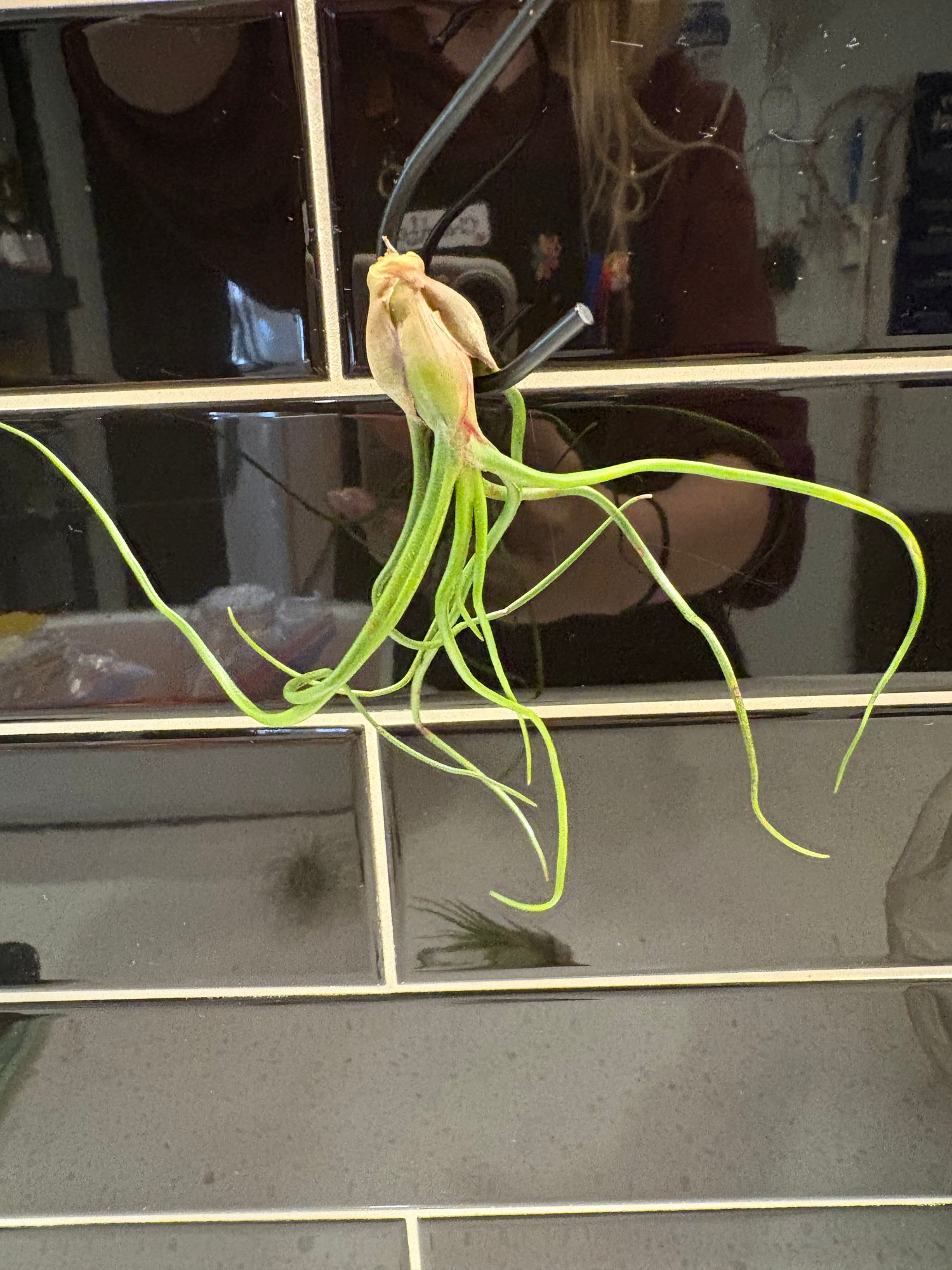 Tillandsia Bulbosa Air Plant
