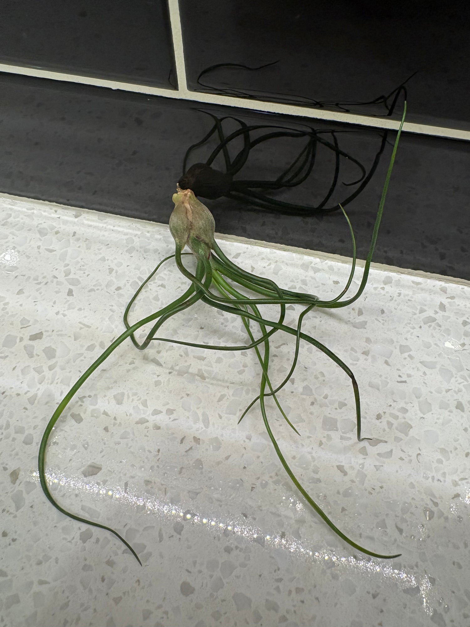 Tillandsia Bulbosa Air Plant