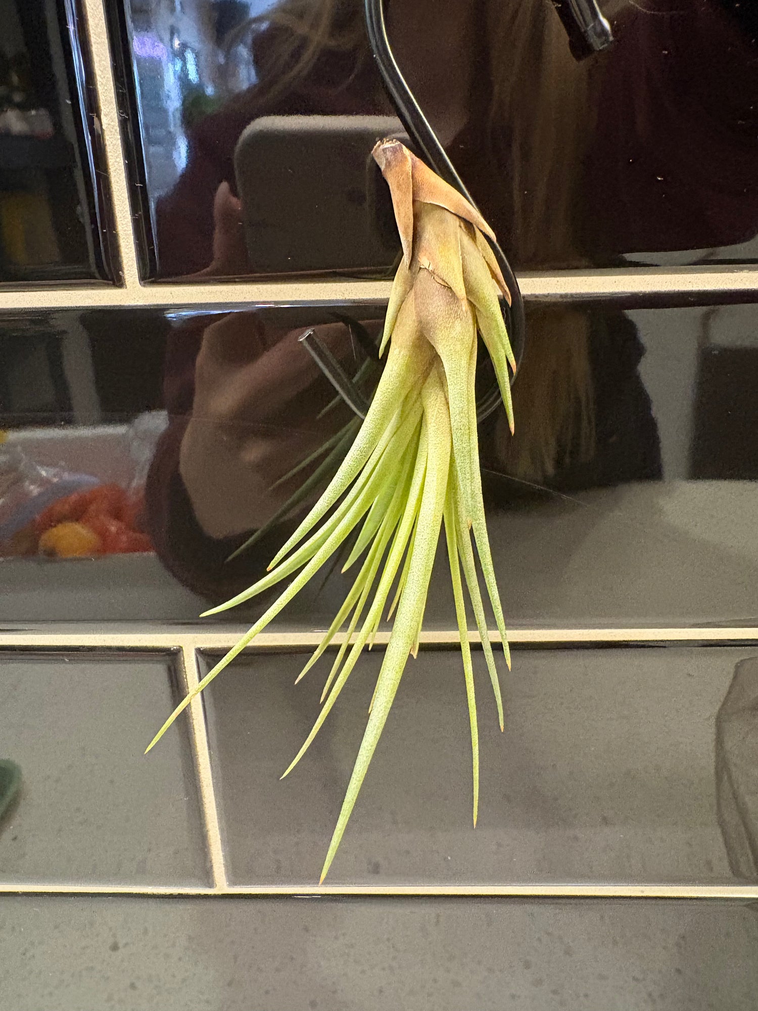 Tillandsia Tricolor Air Plant
