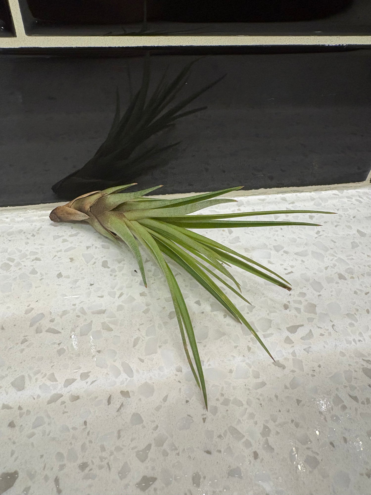 Tillandsia Tricolor Air Plant