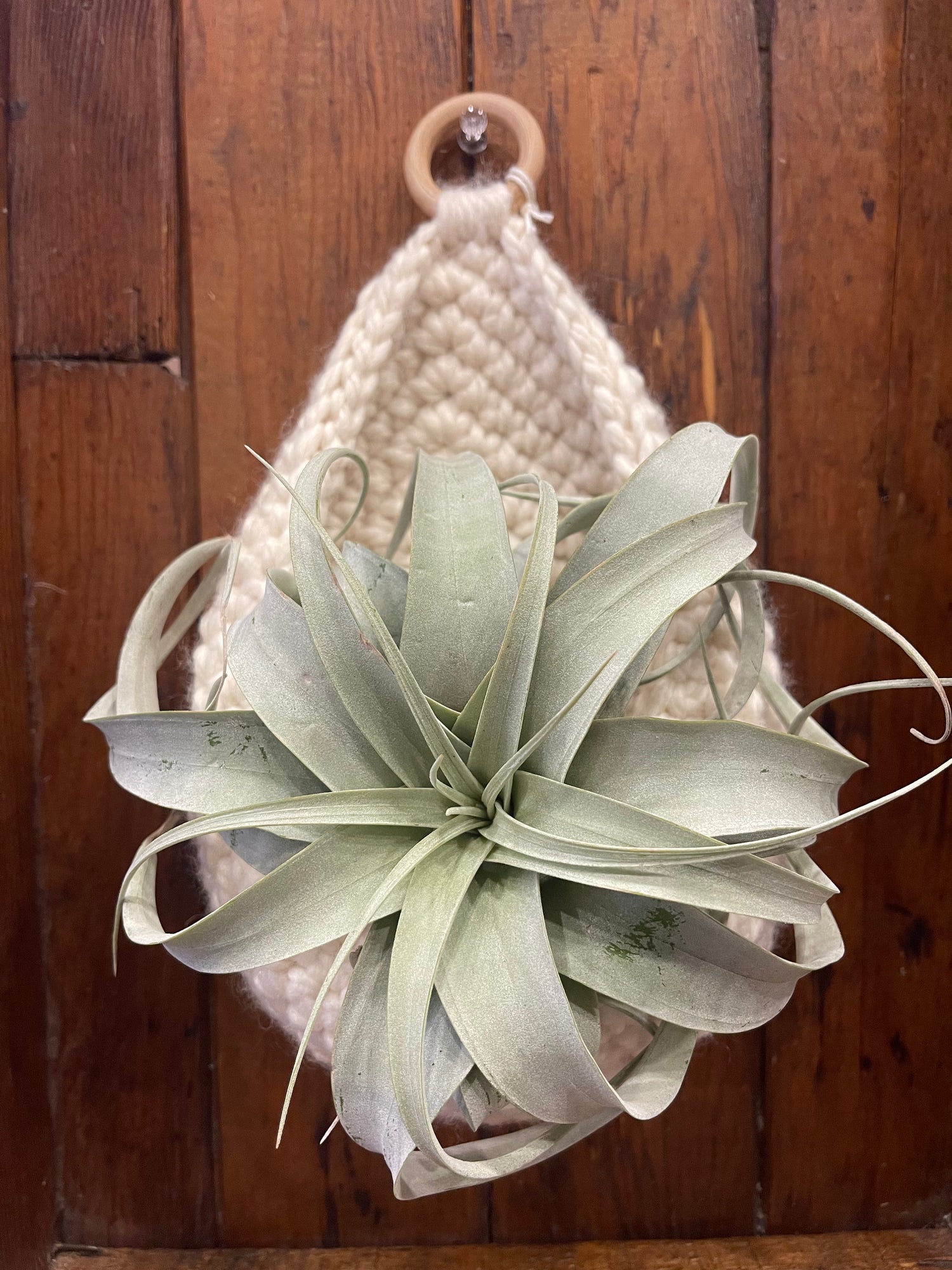 Air Plants - Extra Large