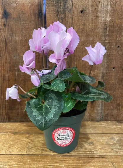 Cyclamen 4"