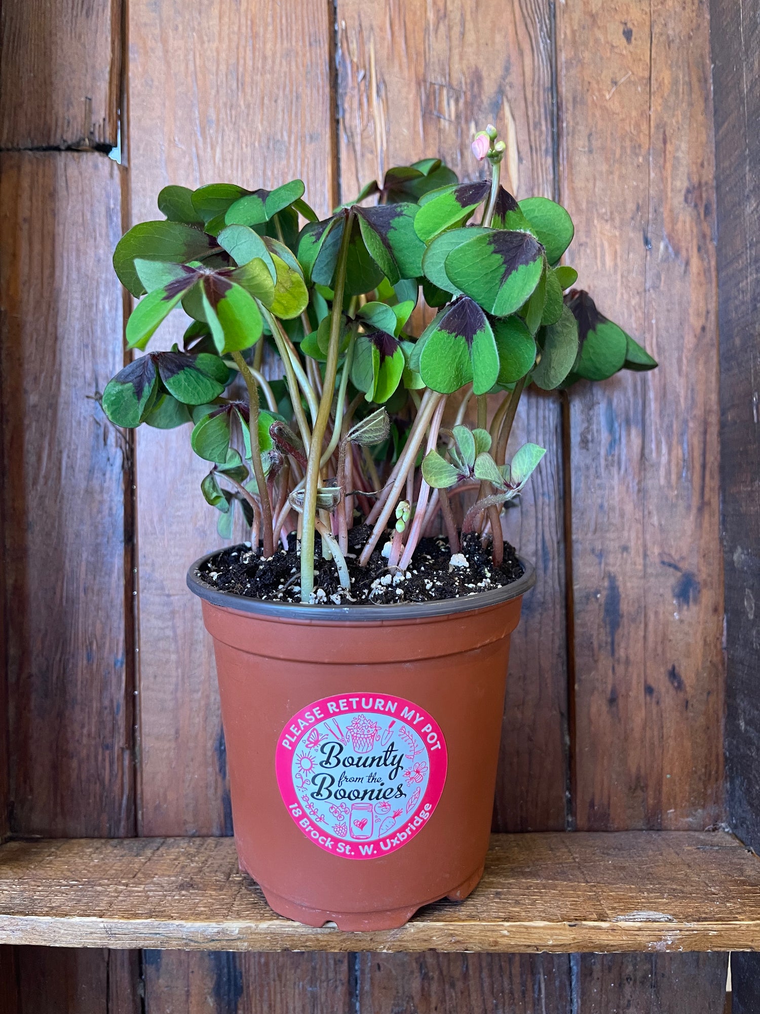 Shamrock 4 leaf green w/purple plant (large)