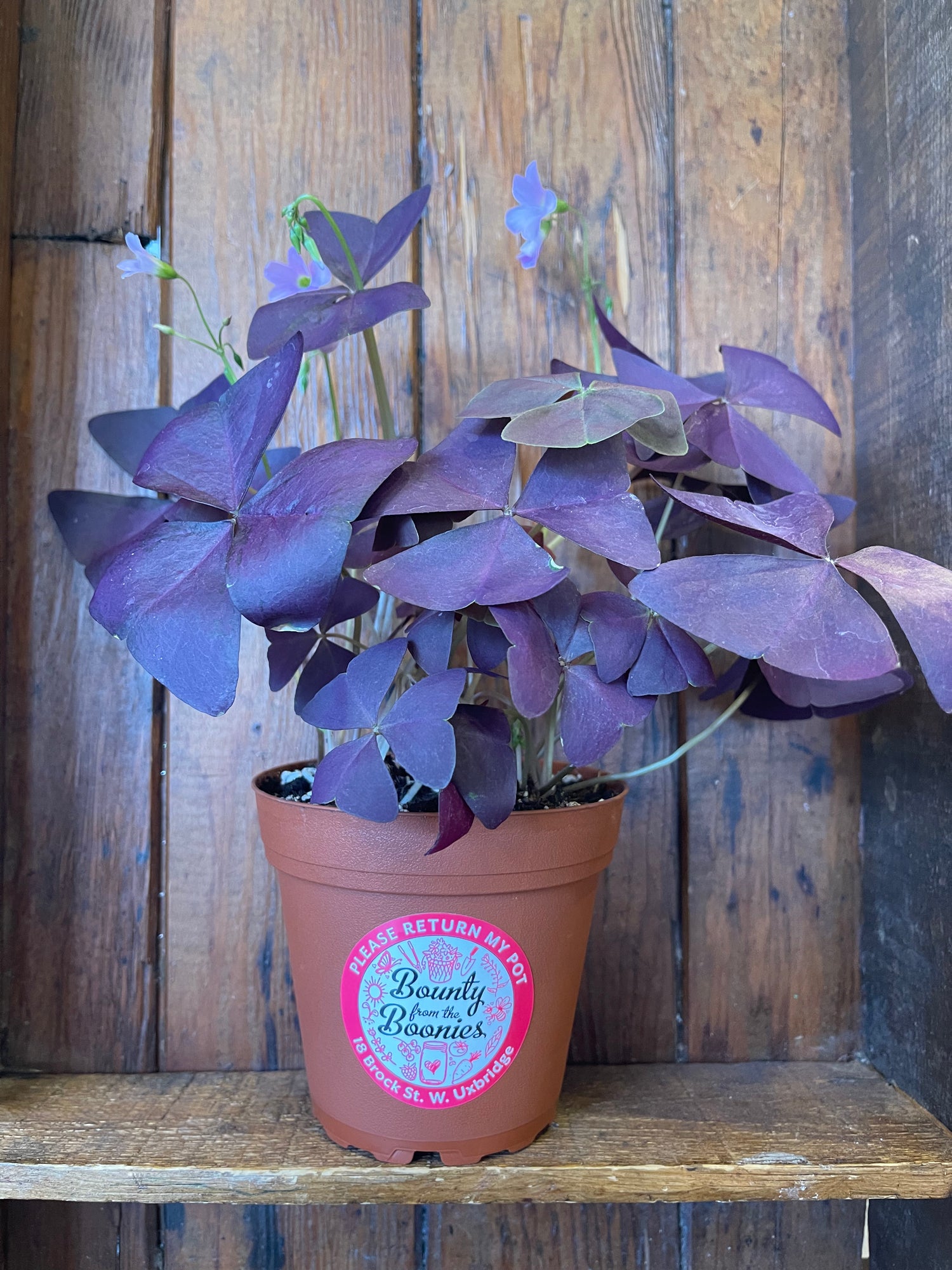 Shamrock 4 leaf purple plant