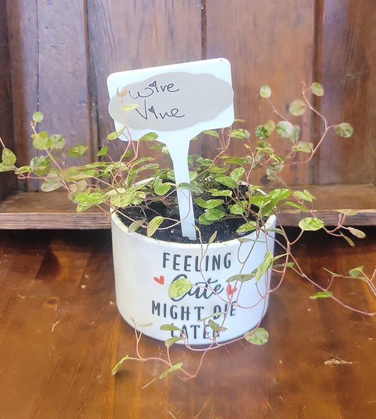 Potted Wire Vine - Feeling Cute Might Die