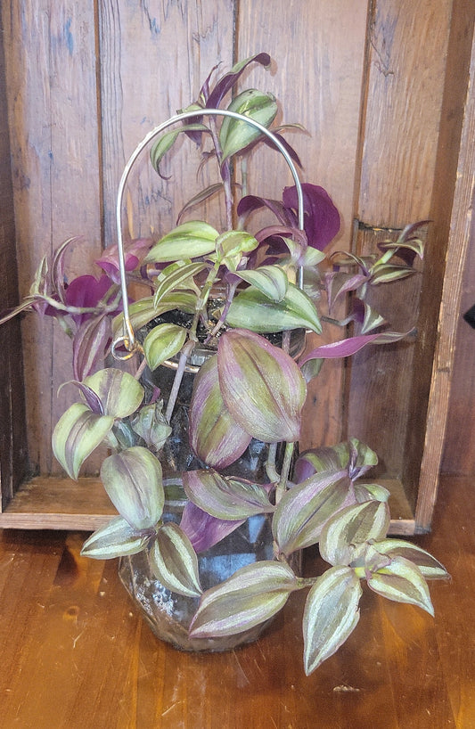 Potted Tradescantia Zebrina in Glass jar with handle