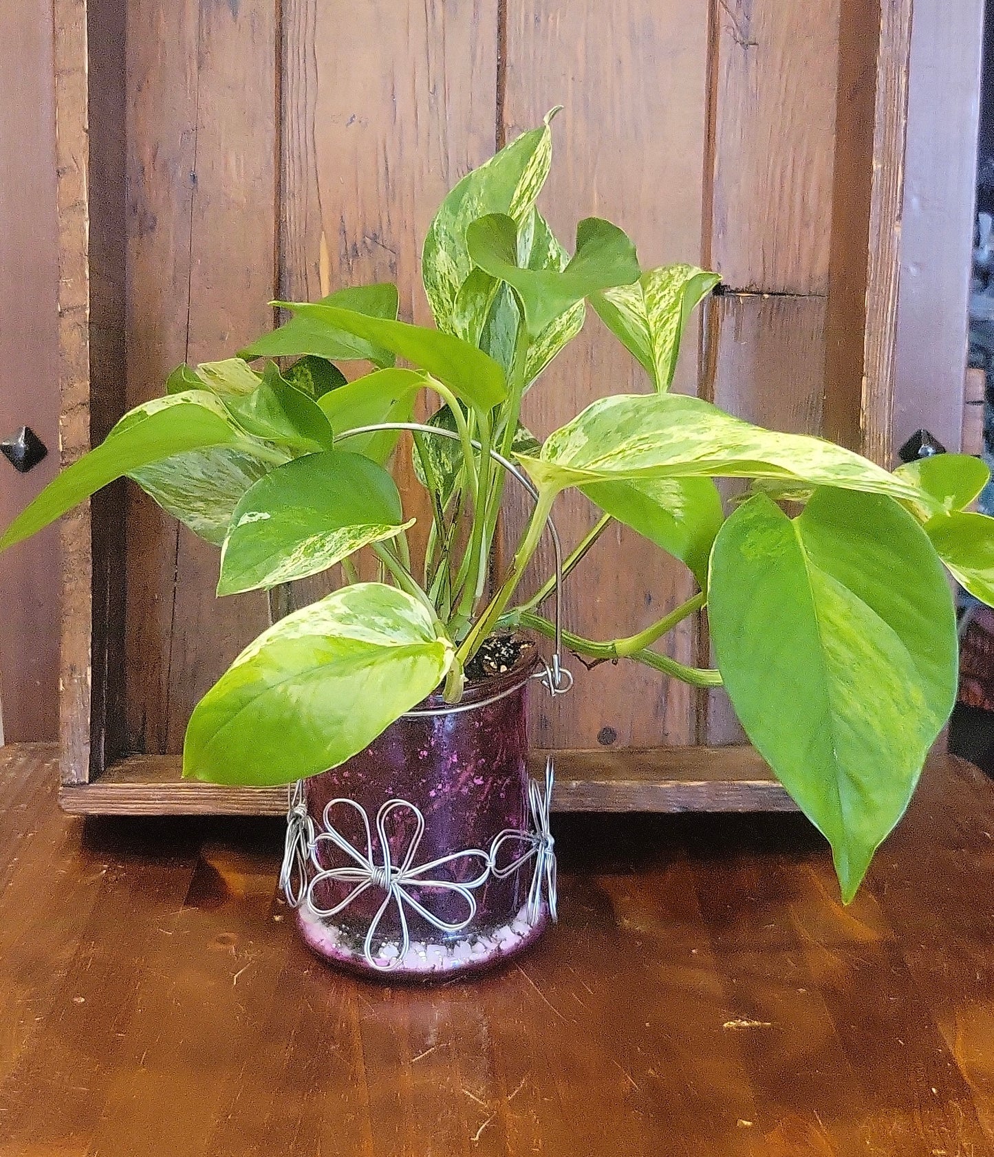 Potted Golden Pothos in Clear pink pot with handle