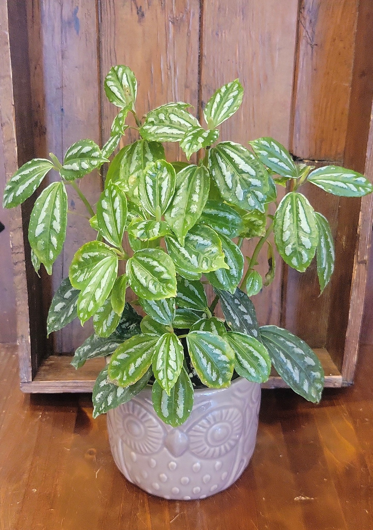 Potted Pilea Aluminium in Owl