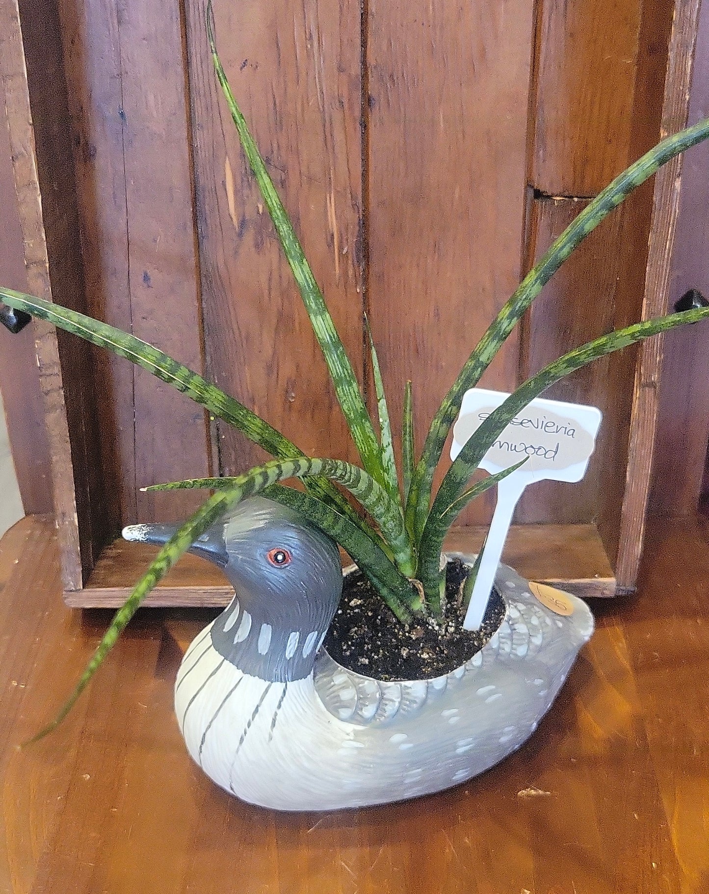 Potted Sansevieria Fernwood in Loon