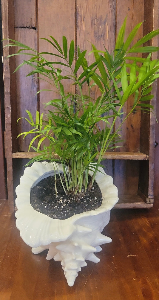 Potted Parlor Palm in Conch Shell