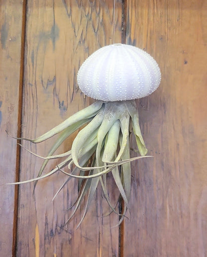 Air Plants w/Sea Urchin