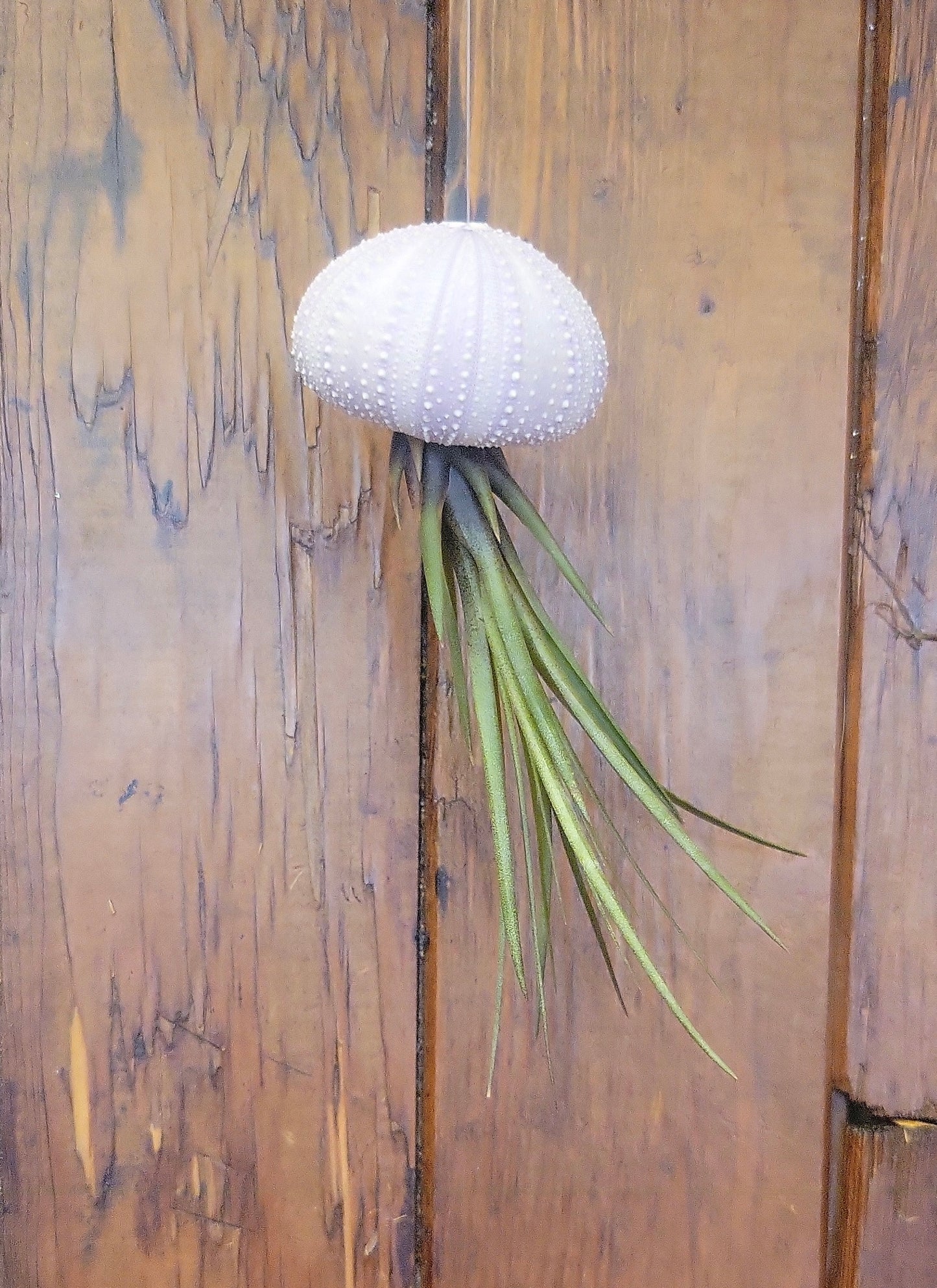 Air Plants w/Sea Urchin