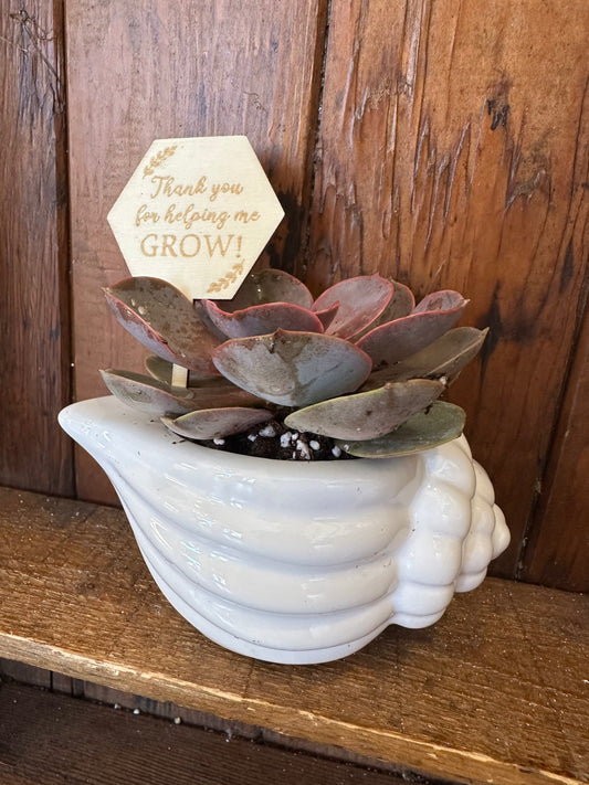Thanks for Helping me Grow - Potted Plant bundle