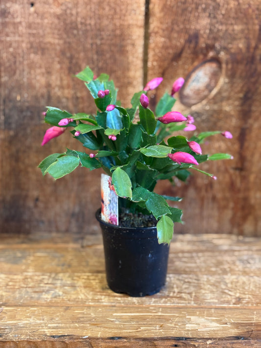 Christmas Cactus