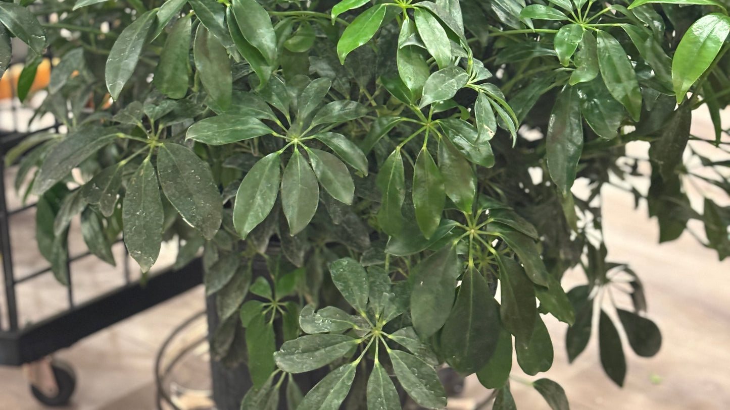 Potted Umbrella Plant - bush variety