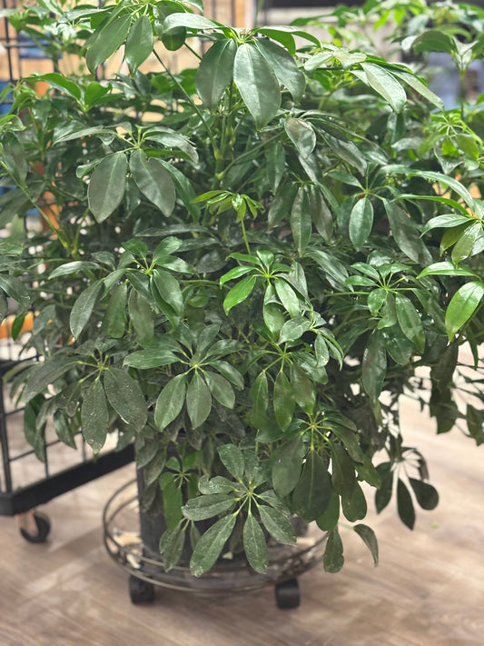 Umbrella Plant - bush variety