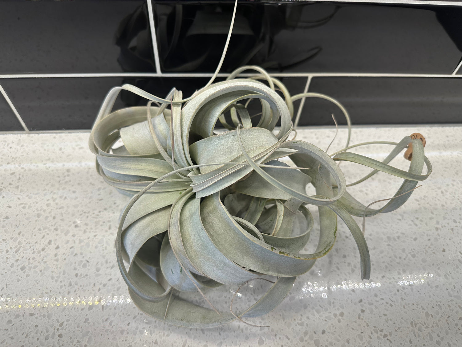 Tillandsia Xerographica Air Plant