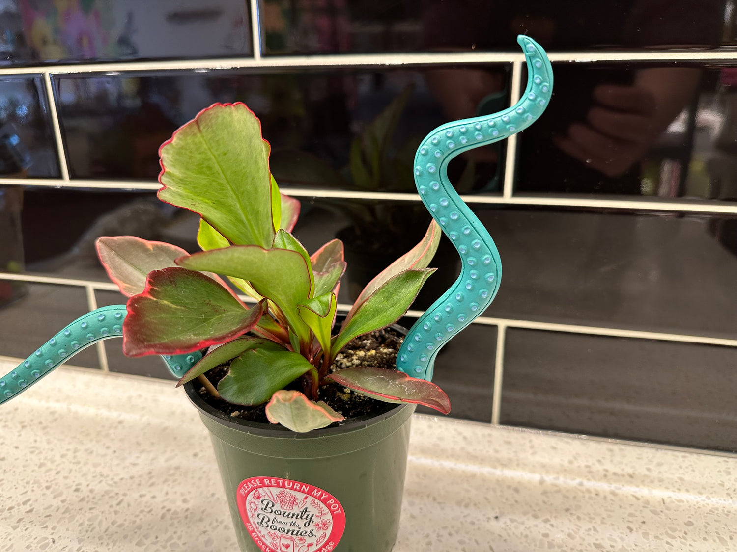 Tentacle Dopamine Plant Decor
