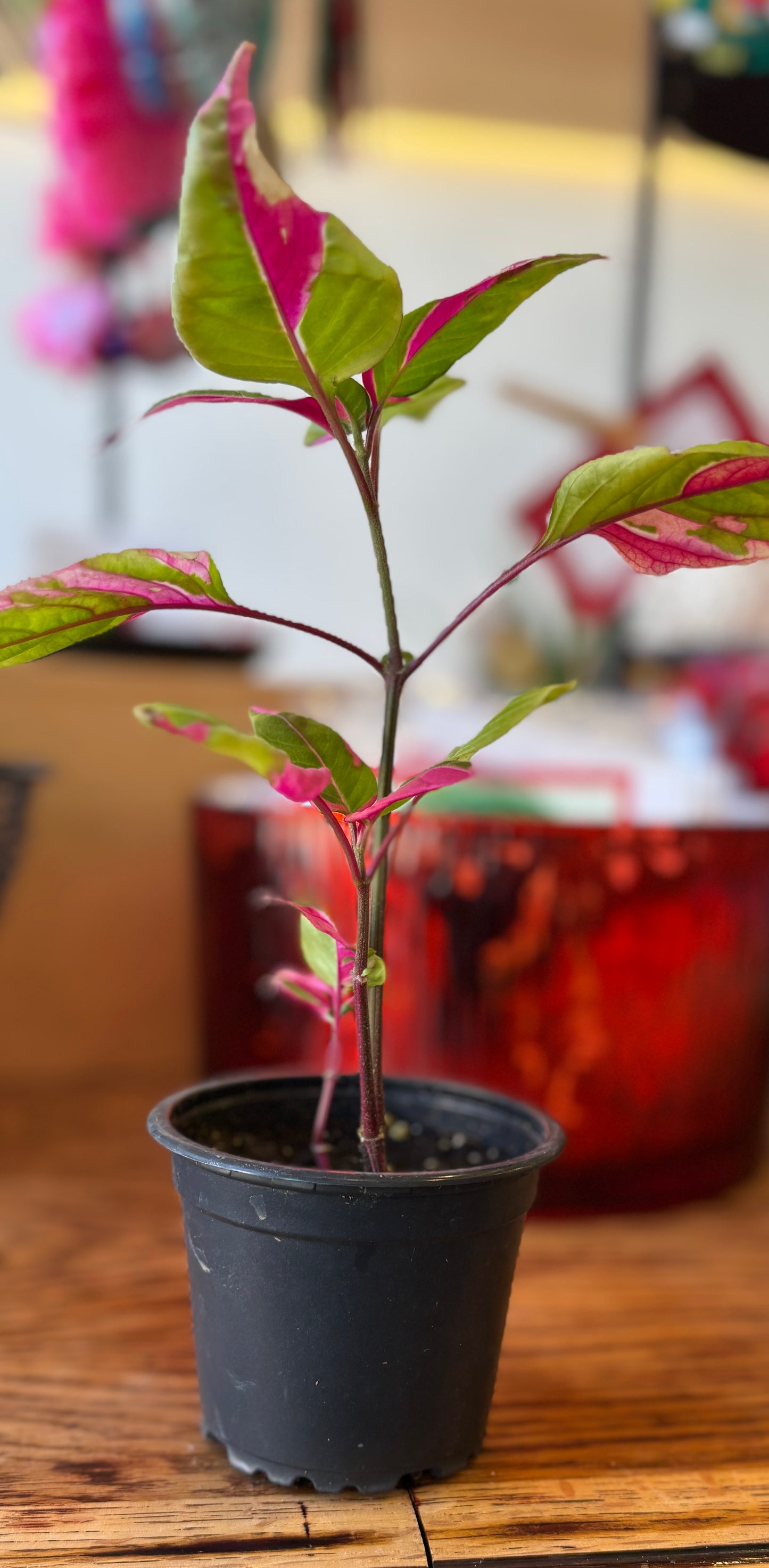 Alternanthera Party Time! 4" pot