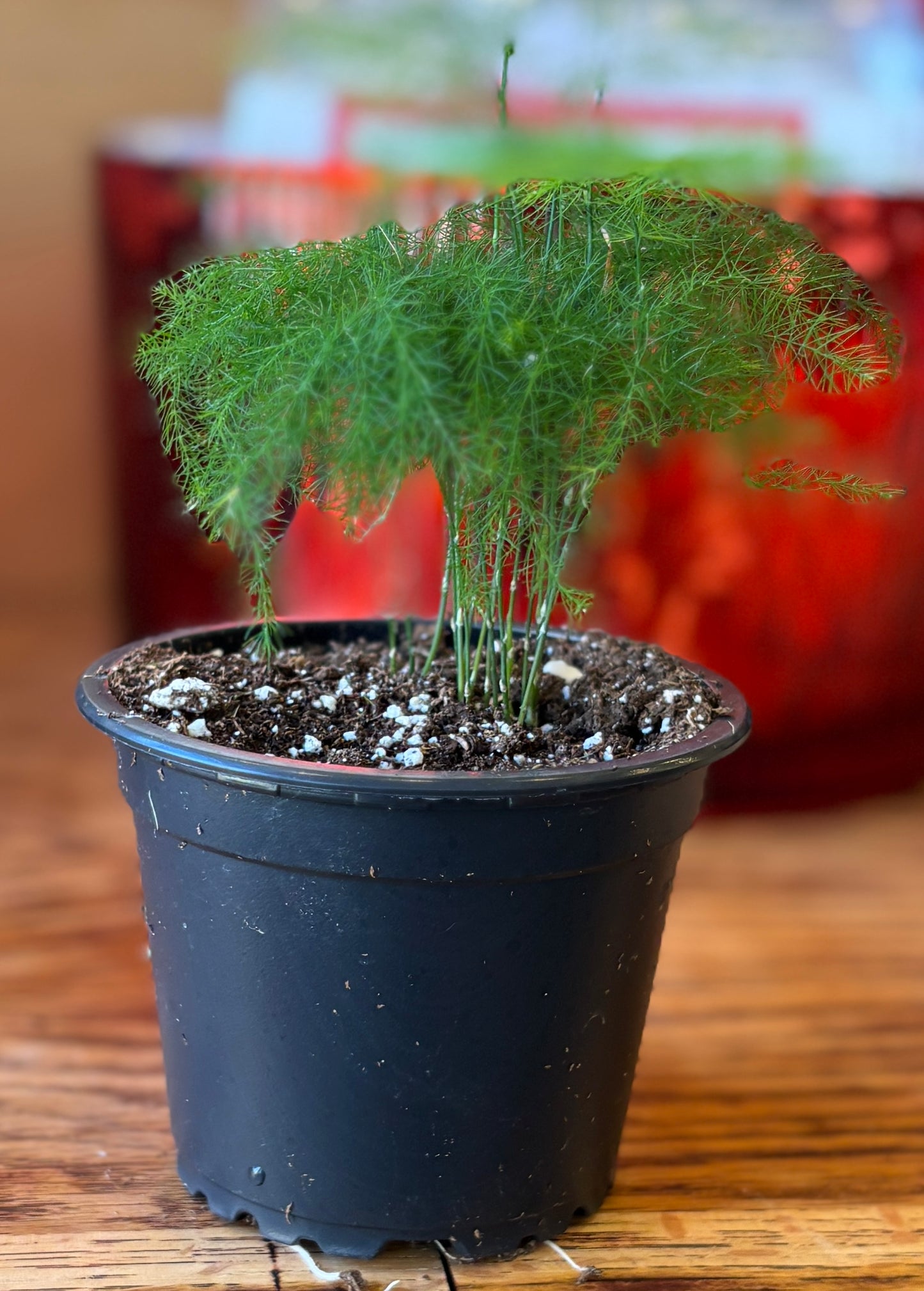 Asparagus Plumosa Fern