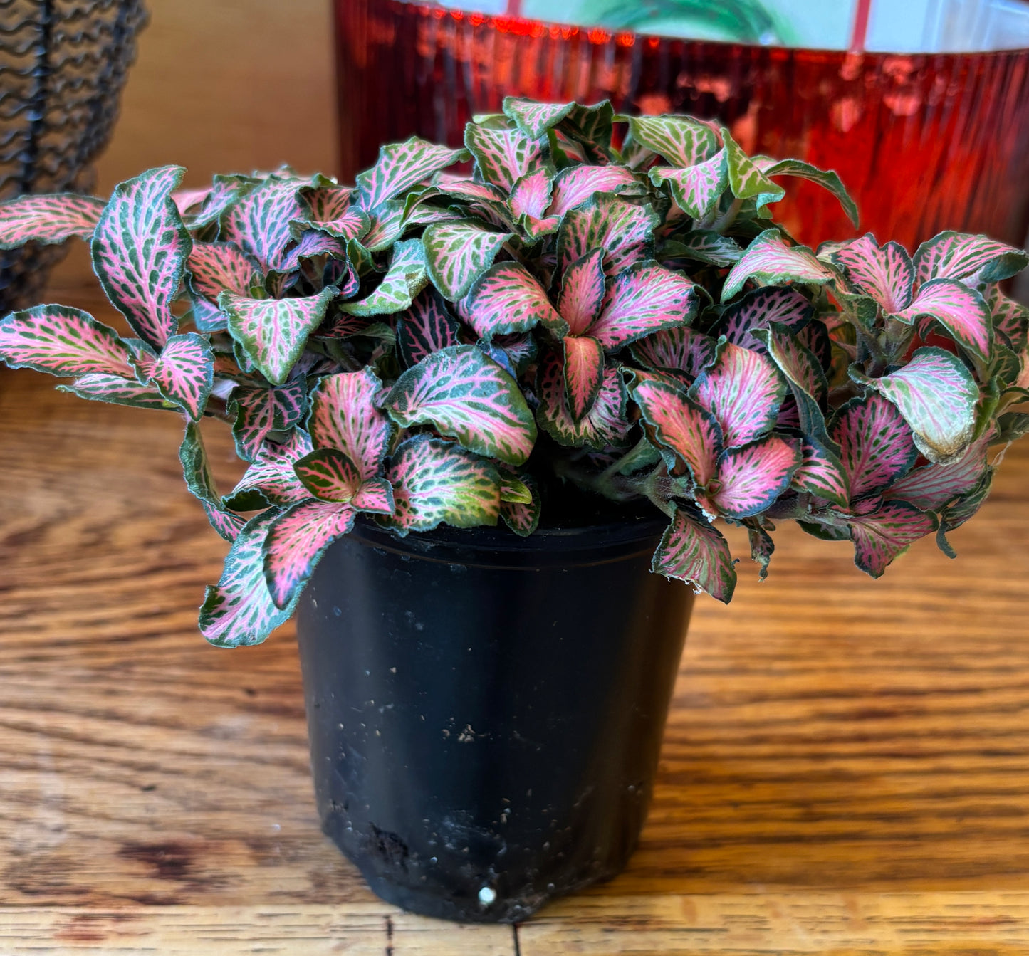 Fittonia