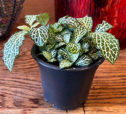 Fittonia