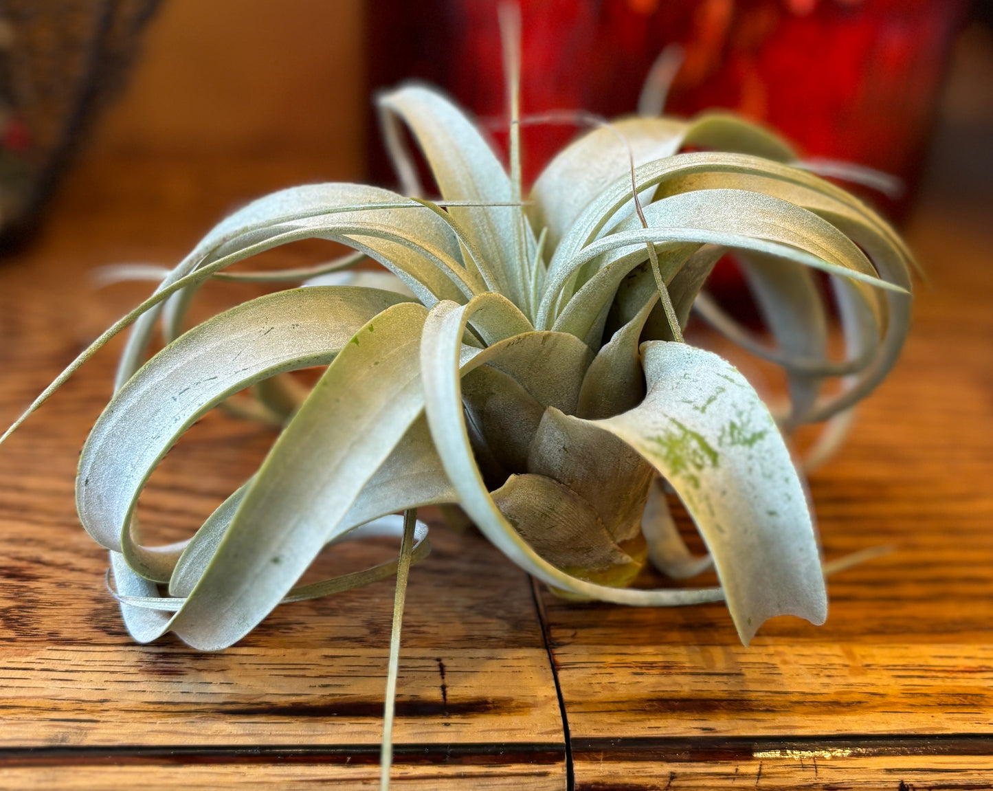 Tillandsia Xerographica - Air Plant