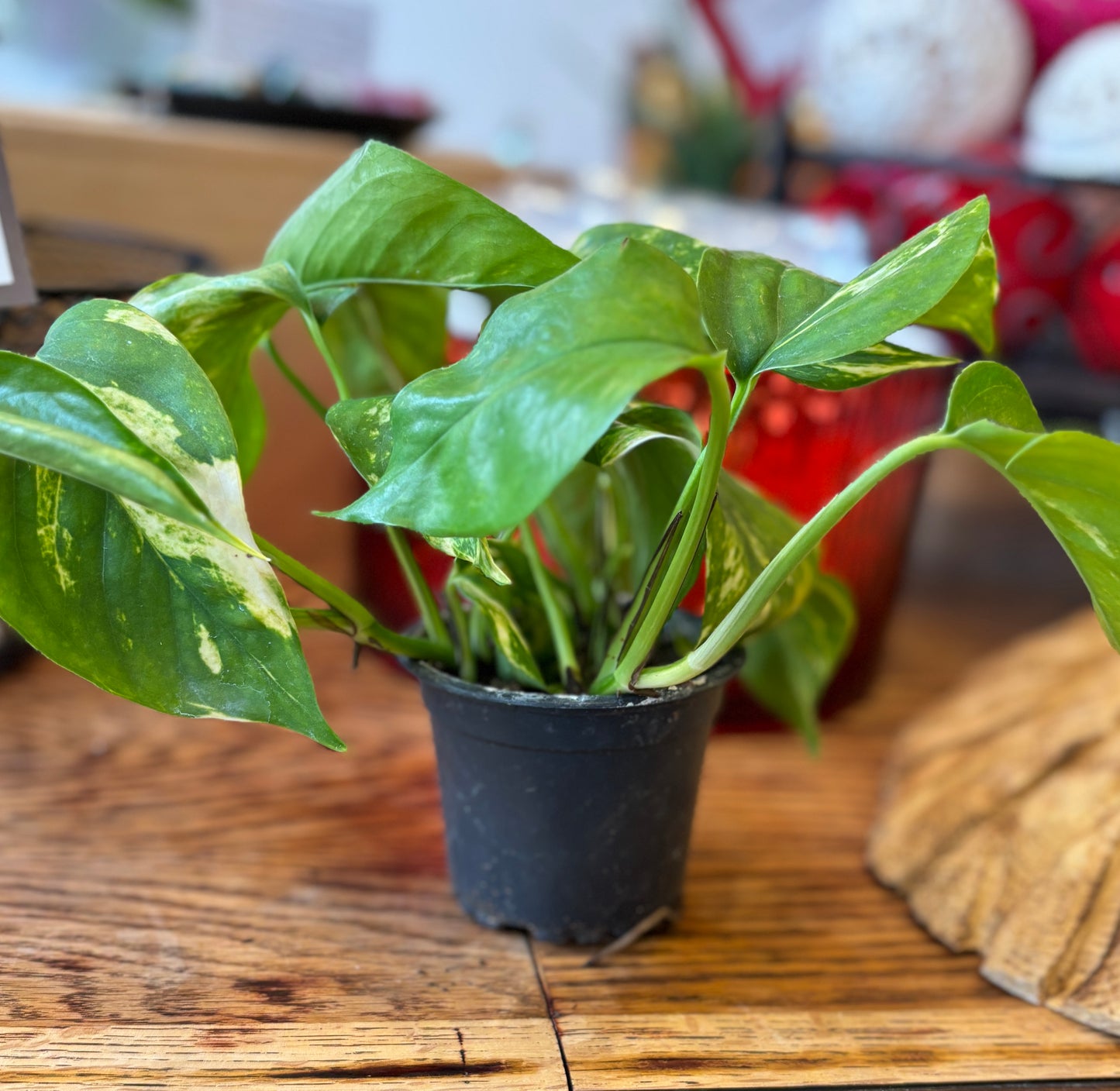 Golden Pothos