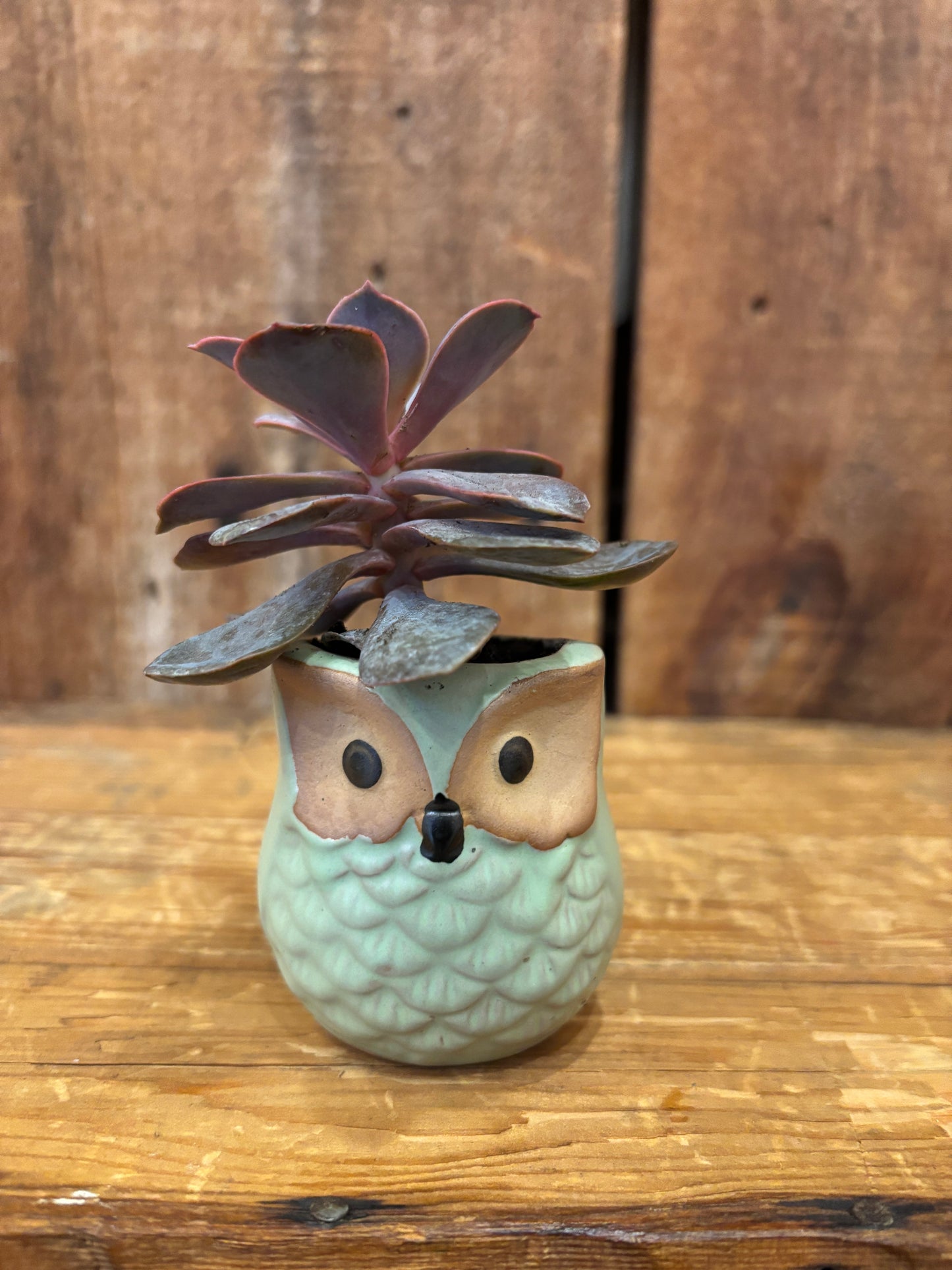 Owl pots w/plant