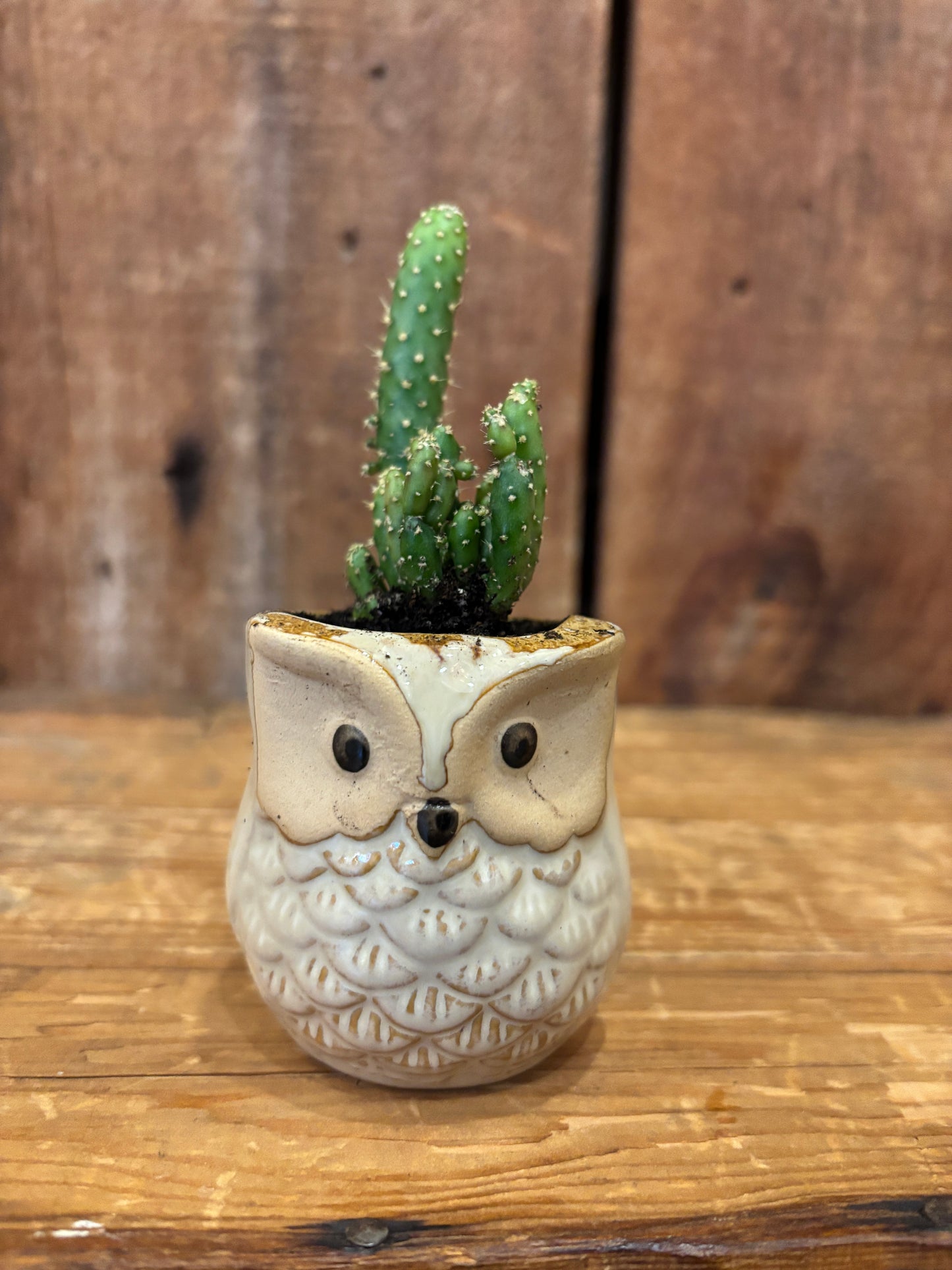 Owl pots w/plant