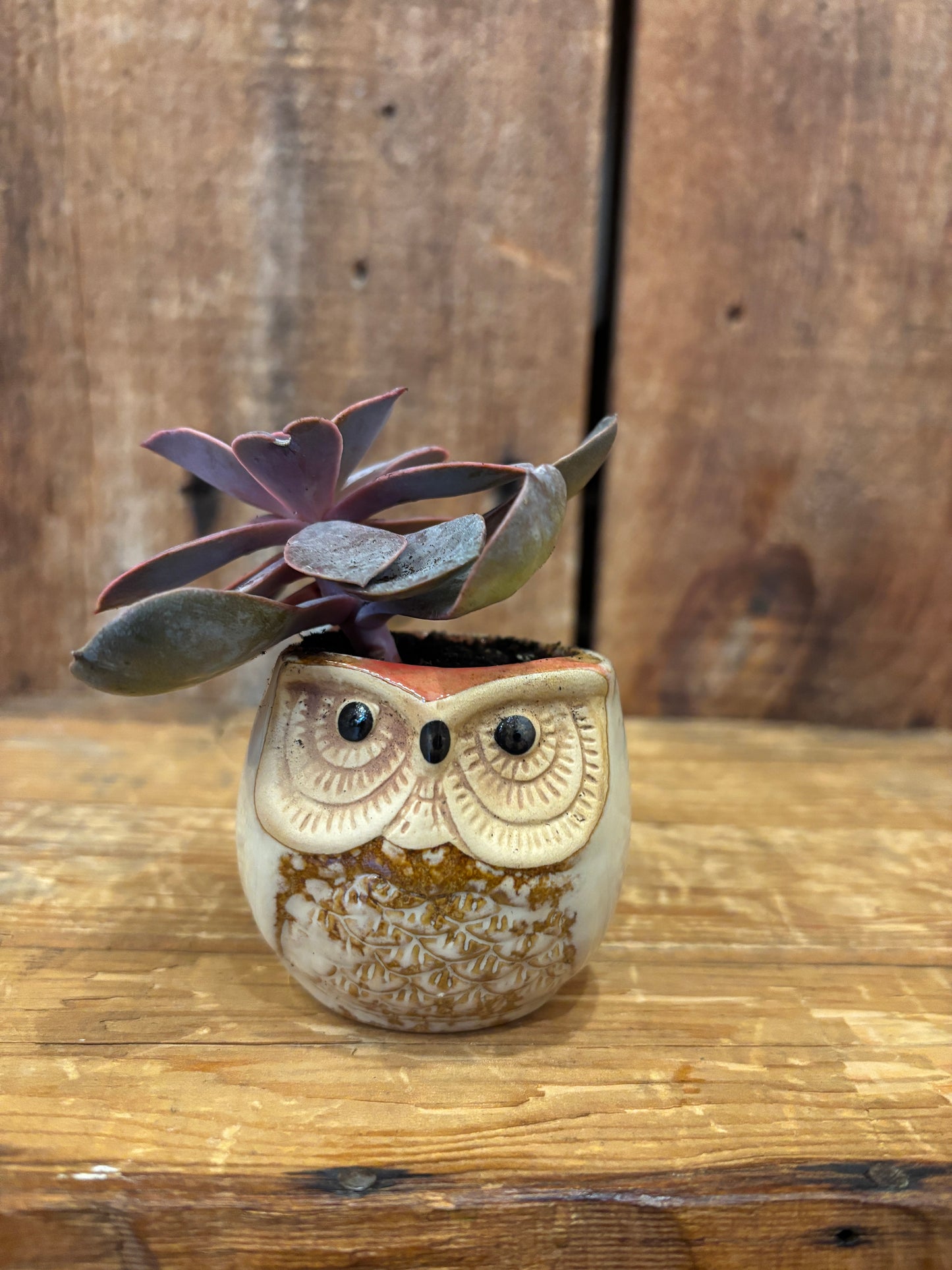 Owl pots w/plant