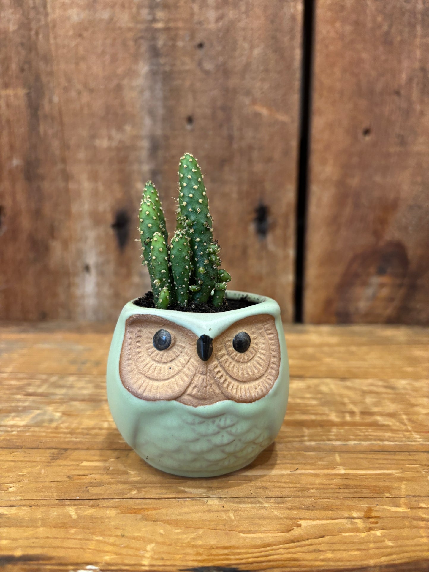 Owl pots w/plant