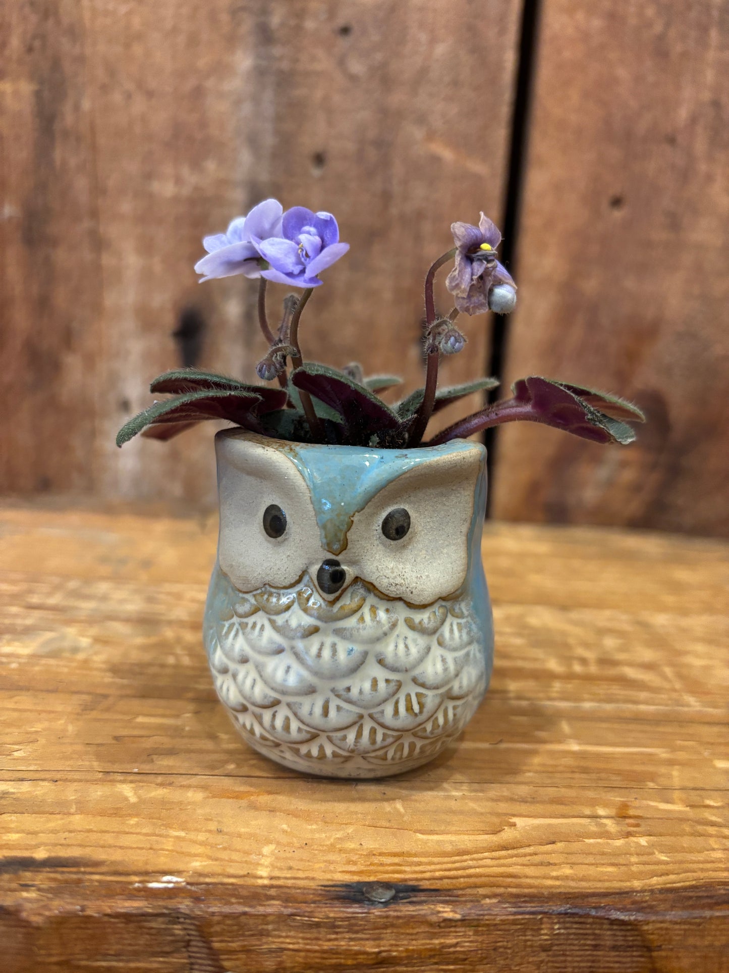 Owl pots w/plant