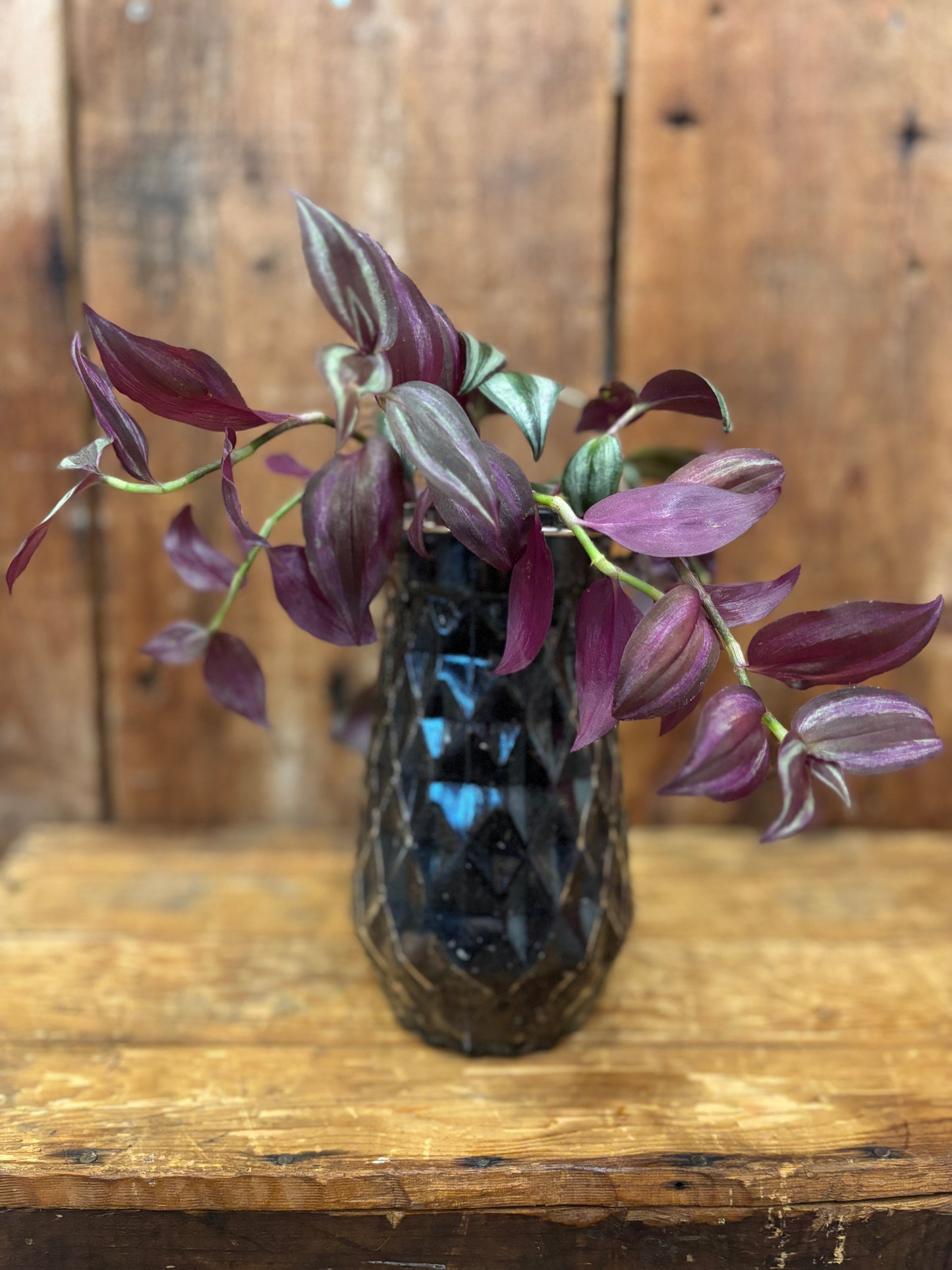 Potted Tradescantia Zebrina in Glass jar with handle