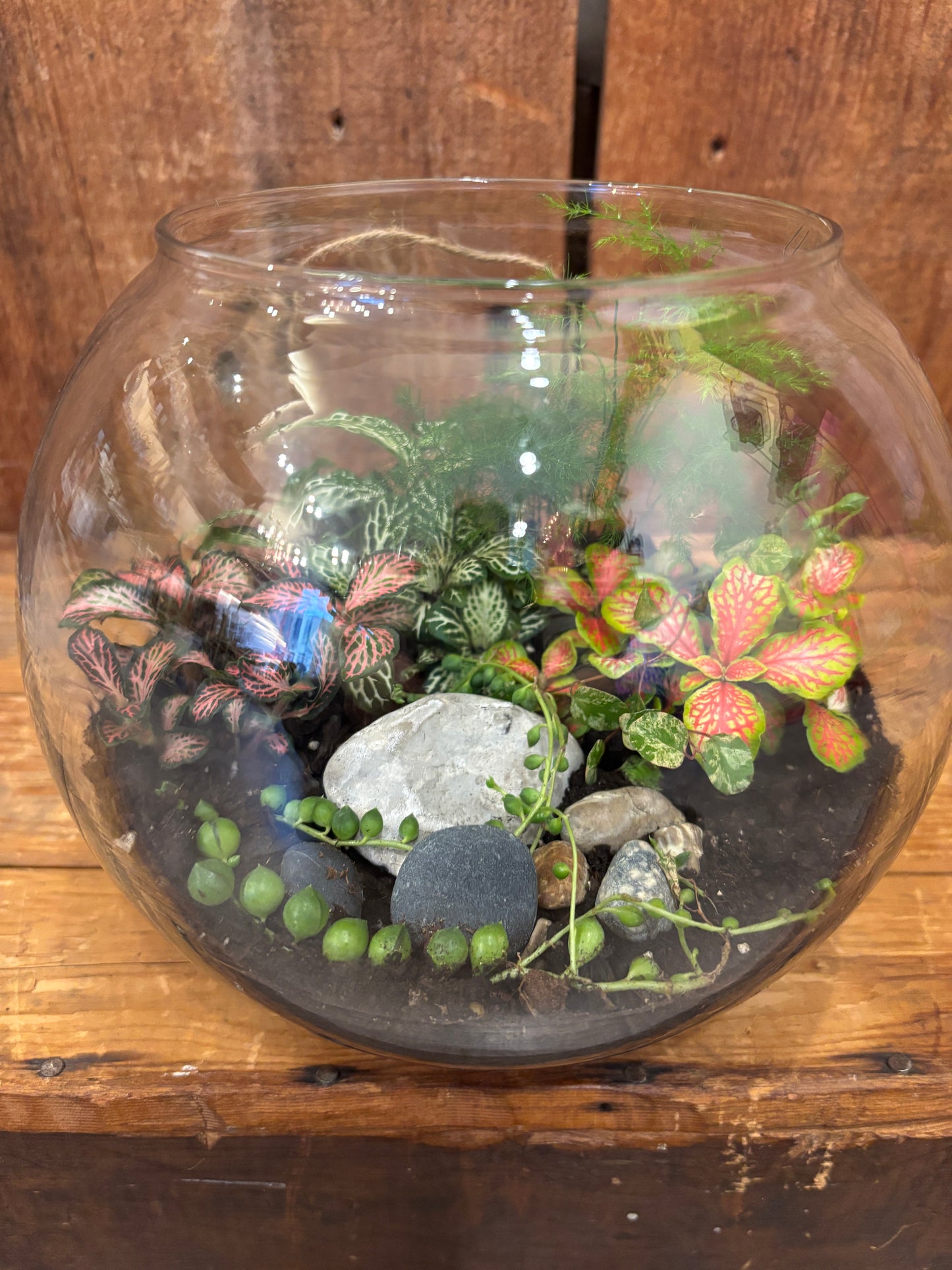 Terrarium - Large