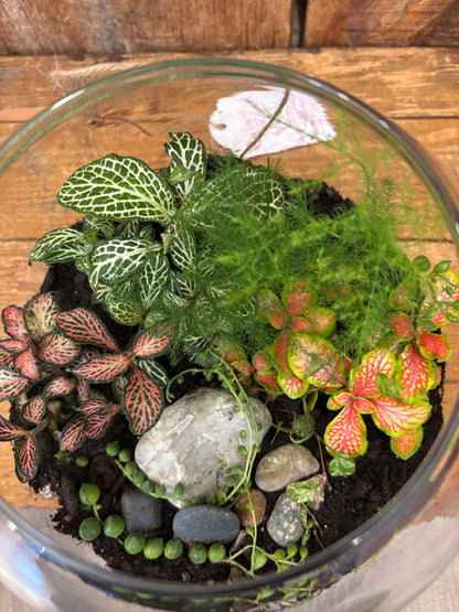 Terrarium - Large