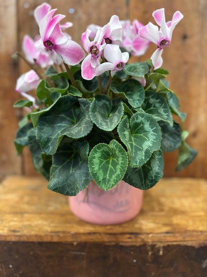 Cyclamen - assorted