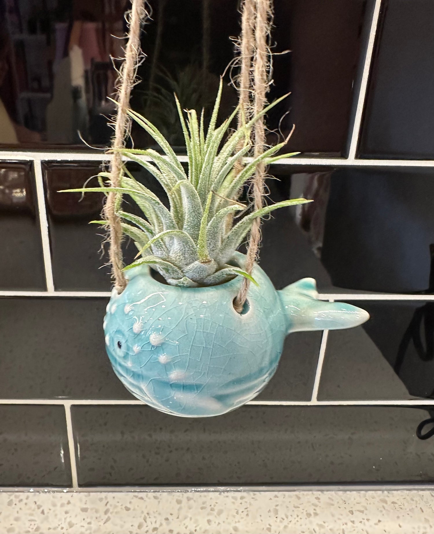 Whale Air Plant