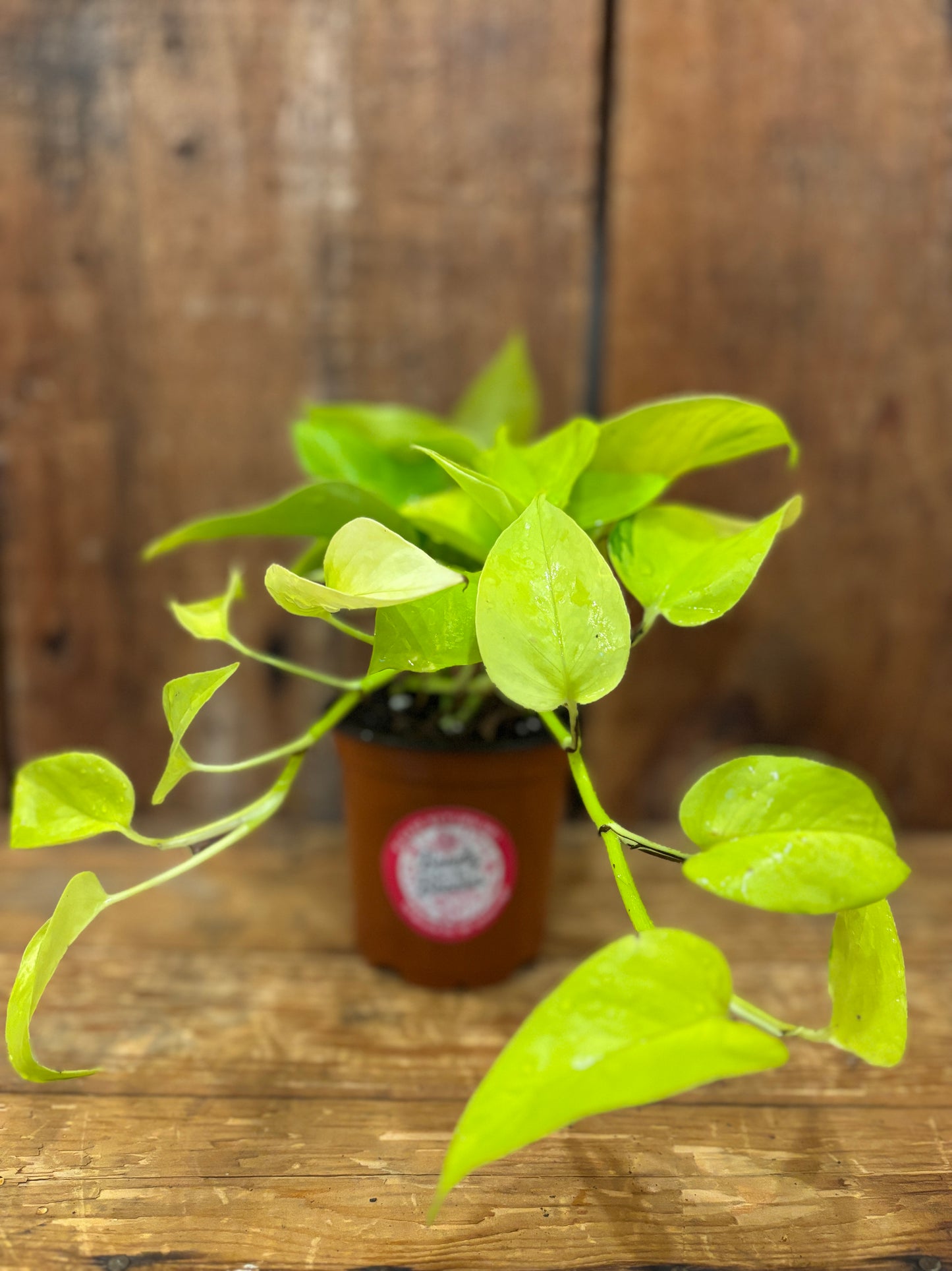 Pothos - Neon