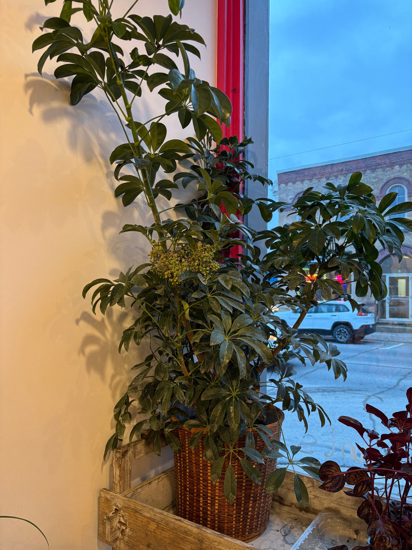 Potted Umbrella Plant - Tree variety