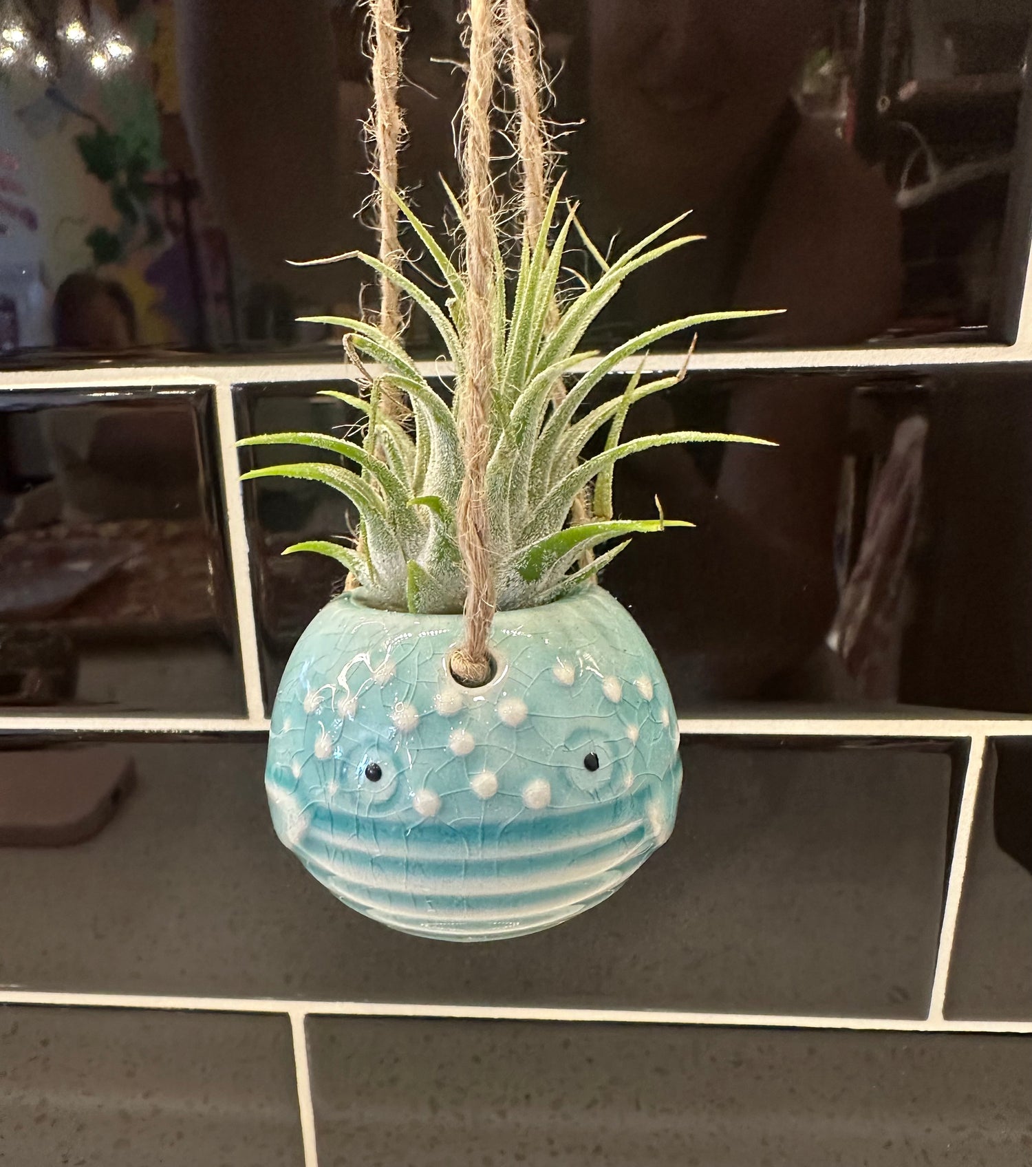 Whale Air Plant