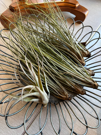 Air Plants