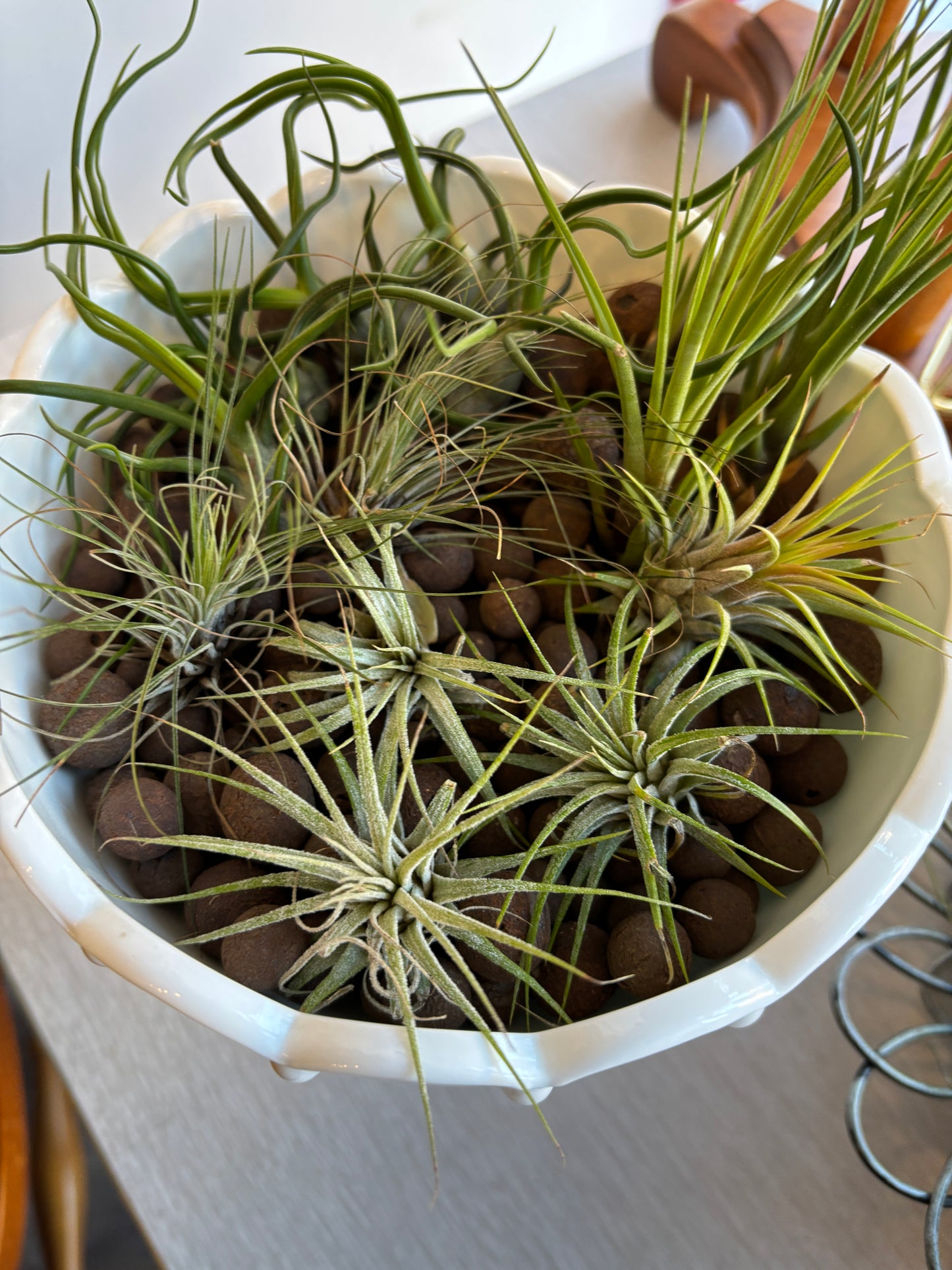 Air Plants